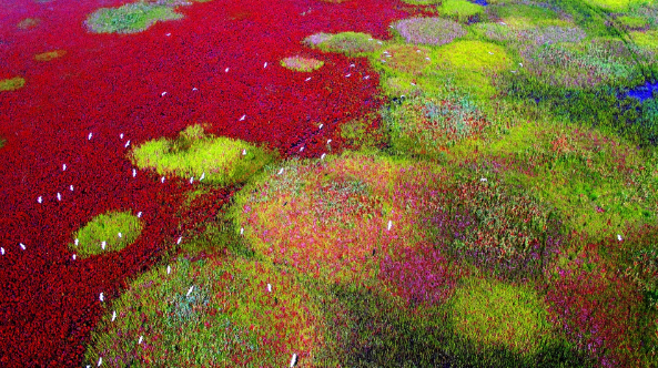 俄旅游经营者协会：中国跻身全球25个野生动物最佳观赏国之列