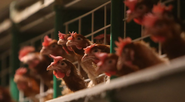 俄农产品出口发展中心：2025年俄对华鸡肉及副产品出口额同比增加9%