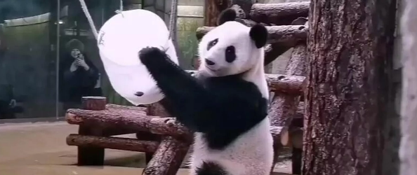 莫斯科动物园3月15日将举办国际熊猫日庆祝活动